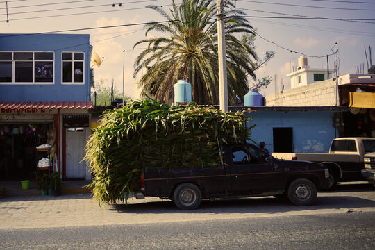 Truck carries massive load of plants on city street in the afternoon