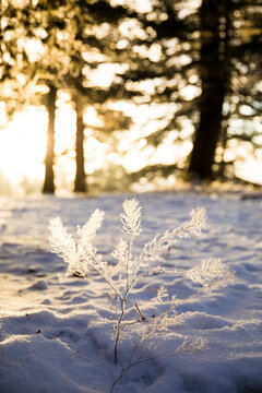 Winter landscape with trees and snow at sunset in a park