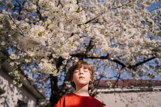 Kid playing near blooming cherry tree