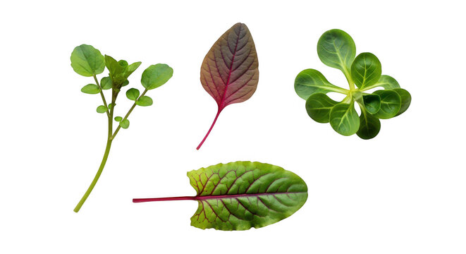 Fresh salad greens including watercress, red amaranth, lambs lettuce, and redveined sorrel isolated on transparent background