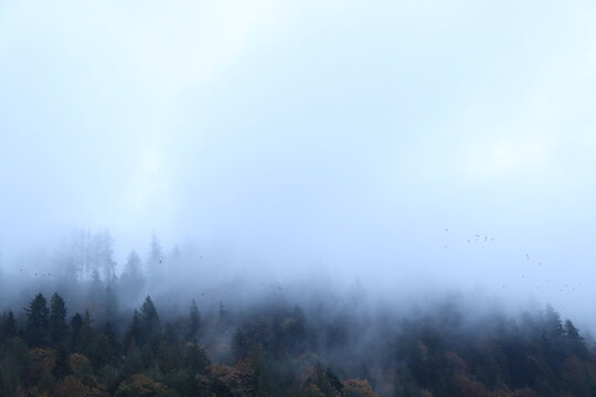 Moody Mist above PNW Trees 