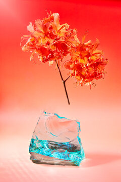 Flowers Suspended Above Glass