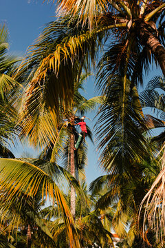 Man climbing a tall palm tree using a machete to harvest coconuts
