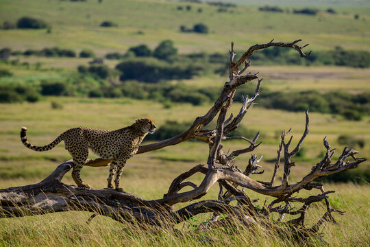Cheetah on a tree