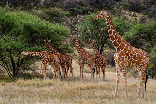 giraffe in the savannah