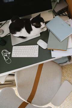 Cat resting on a laptop