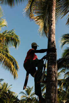 Man climbs a palm tree with a machete under a bright blue sky