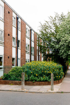 London brick building with white facades and yellow flowers