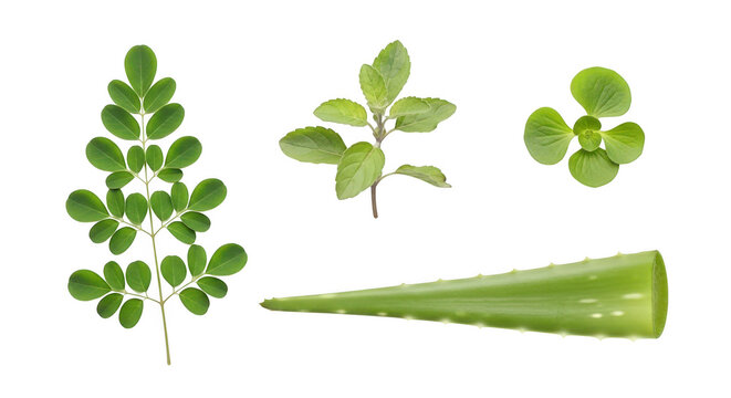 Moringa, tulsi, ajwain and aloe vera leaves isolated on transparent background