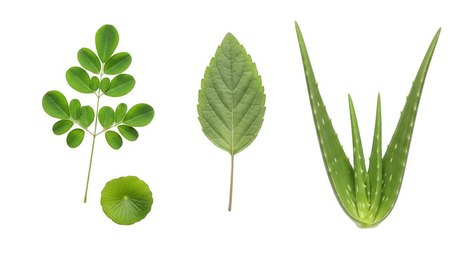 Moringa, gotu kola, holy basil and aloe vera leaves isolated on transparent background