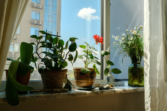 flowers on the windowsill