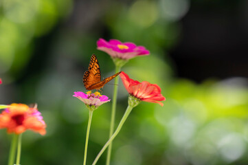 Beautiful Butterfly feeding on Zinnias in a garden © cratervalley