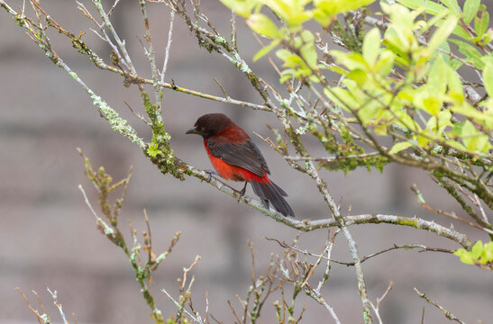 Crimson-backed Tanager (Ramphocelus dimidiatus)