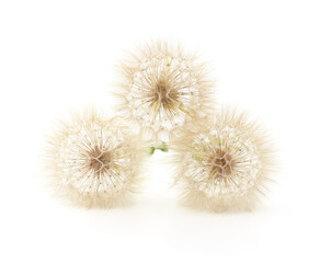 Fototapeta premium Three large fluffy dandelions isolated on a white background.