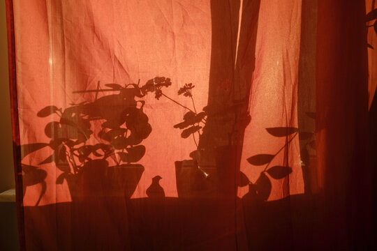 red curtains light 