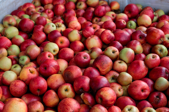 Freshly harvested red apples background