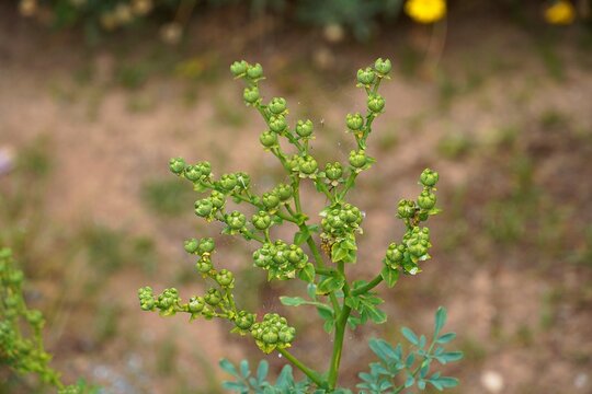 Blossoming Common rue, or Ruta graveolens plant, in a garden, in Attica, Greece
