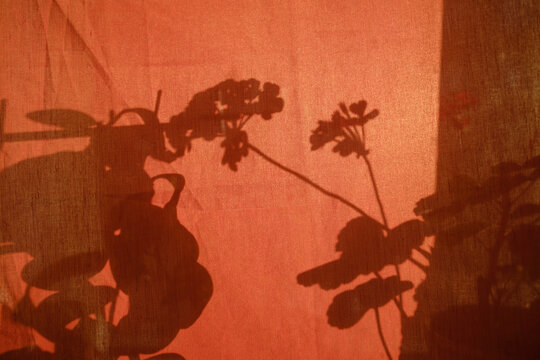 red curtains light 