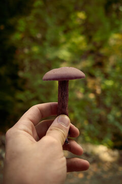 Hand holding a purple mushroom in a forest