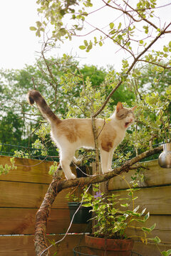 Cat walks on a tree branch in a garden during daytime