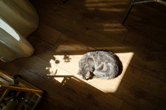sunbeam resting cat 