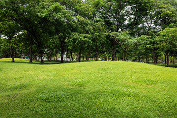Fototapeta premium Beautiful sloping grassy hill inside a peaceful green lawn garden with shady trees