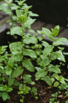 Fresh Mint Plants Thriving in a Garden Setting With Soft Rain