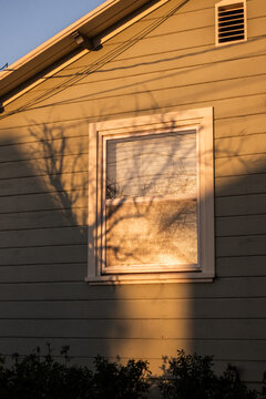 Warm light on a house with plant shapes in front of window