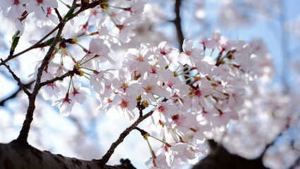 Fototapeta premium cherry blossom in spring