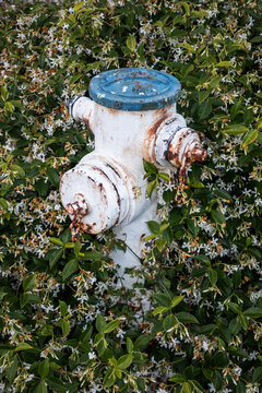 Fire Hydrant Hidden by Jasmine leaves and White Flowers
