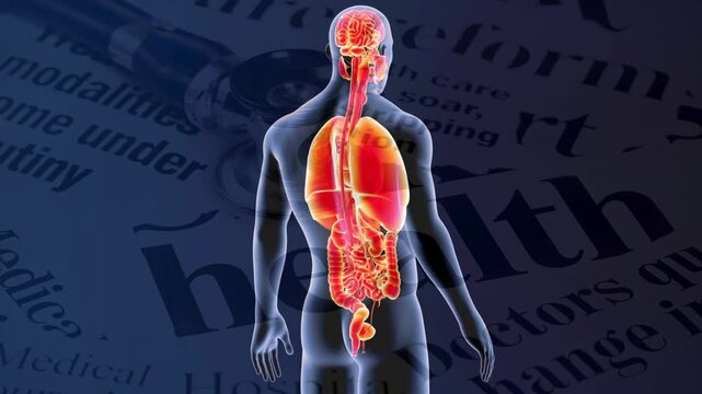 3D illustration of a human male body displaying glowing red internal organs including the brain, lungs, and digestive tract, set against a medical news background.
