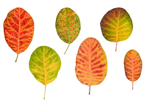 Collection of six colorful smoke tree leaves isolated on a white background. Autumn foliage of Cotinus coggygria with visible veins and seasonal color variations.