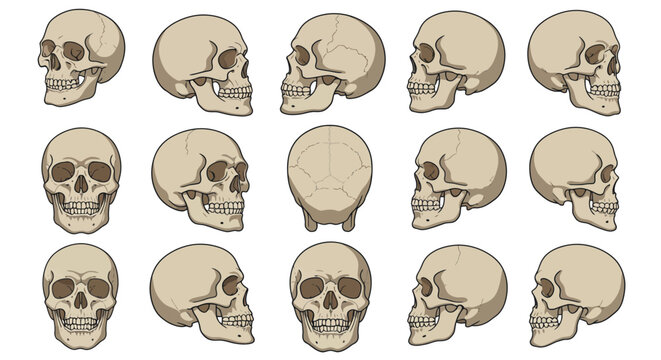 Detailed vector illustrations showcasing a human skull from fifteen distinct anatomical angles, ideal for comprehensive educational, medical, and artistic reference materials