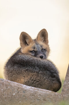 Red fox kit (cross colour phase) 