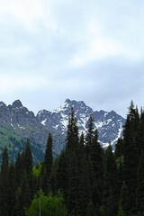 Naklejka premium A scenic landscape view focusing on dark green pine tree silhouettes in the foreground, with sharp rocky mountain peaks and patches of summer snow behind under an overcast sky. Perfect for ecotourism 