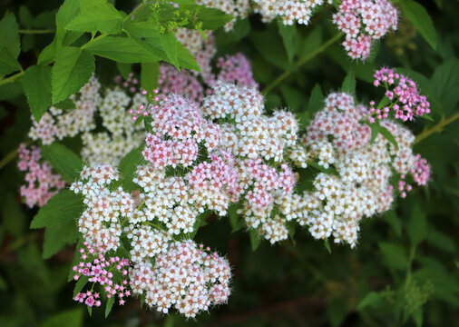 Beautiful clusters of light pink and white flattopped flower blossoms blooming densely on a spirea shrub bush in Marshall Michigan.