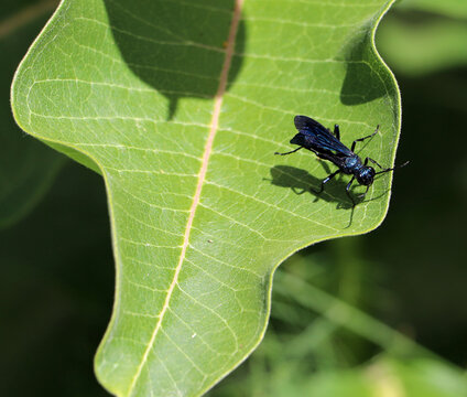 Vibrant macro photograph of a metallic blue mud dauber or steelblue cricket hunter wasp basking in the summer sun on a milkweed plant in Marshall Michigan.