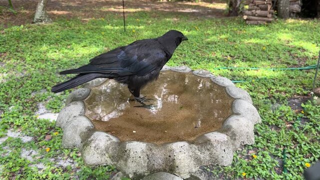 Wild Crow walking and Drinking Fresh Water in Garden Birdbath
