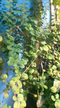 Ziziphus jujuba or jujube tree, a vibrant green leaves cascade over wooden supports. Soft sunlight enhances leaf textures and natural color. Plants appear healthy, thriving in a bright, open space.