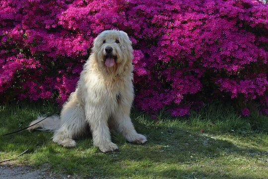 Goldendoodle vor violett bl&uuml;hender Azalee