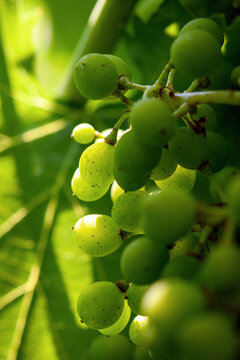 Uva acerba in maturazione
