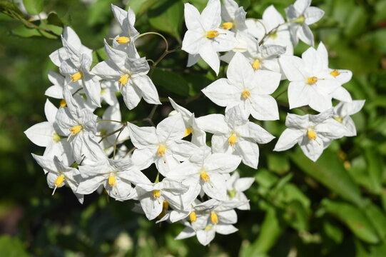 Jasminbl&uuml;tiger Nachschatten