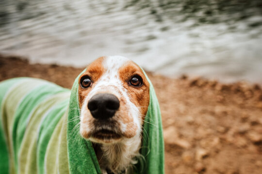Dog wrapped in towel on beach