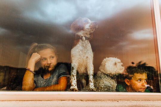 Kids and dogs watching storm through window