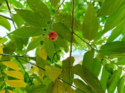 Fresh red and green capulin Muntingia calabura berries on branch Guatemala