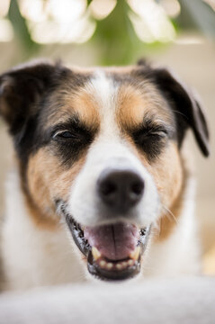 Close up of a dog's nose smiling