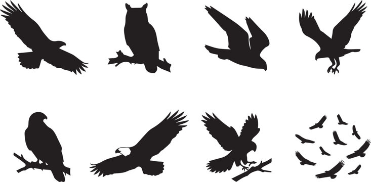 Set of birds of prey silhouettes featuring eagle owl falcon hawk and flying flock icons on white background