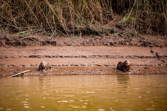 Capybaras resting on the banks of the Amazon river in Peru.