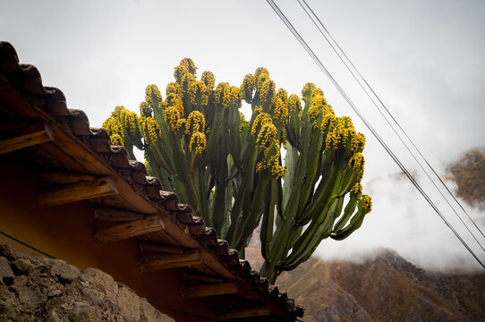 A cactus on a roof in the Sacred Valley near Cusco in Peru.