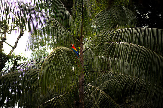 A scarlet macaw parrot on a tree in the Amazon jungle of Peru.